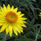 Yellow Xerochrysum Bracteatum Everlasting Daisy 60 AU Seeds