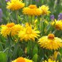 Yellow Xerochrysum Bracteatum Everlasting Daisy 60 AU Seeds