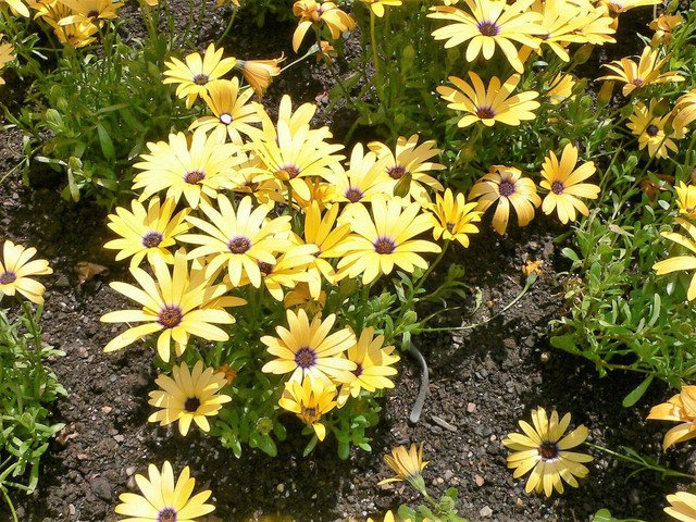 Cape Marigold Dimorphotheca sinuata 100 AU Seeds Fresh