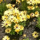 Cape Marigold Dimorphotheca sinuata 100 AU Seeds Fresh
