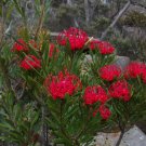Telopea truncata Tasmanian Waratah 20 AU Seeds