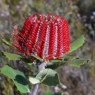 5 AU seeds Scarlet Banksia coccinea