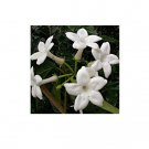 Stephanotis Floribunda Madagascan Jasmine 5 AU Seeds