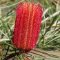 Red Swamp Banksia occidentalis 10 AU seeds