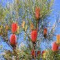 Red Swamp Banksia occidentalis 10 AU seeds
