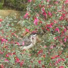 Eremophila maculata Native Fuchsia 5 AU Seeds