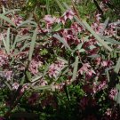 Lasiopetalum baueri Slender Velvet Bush 50 AU Seeds