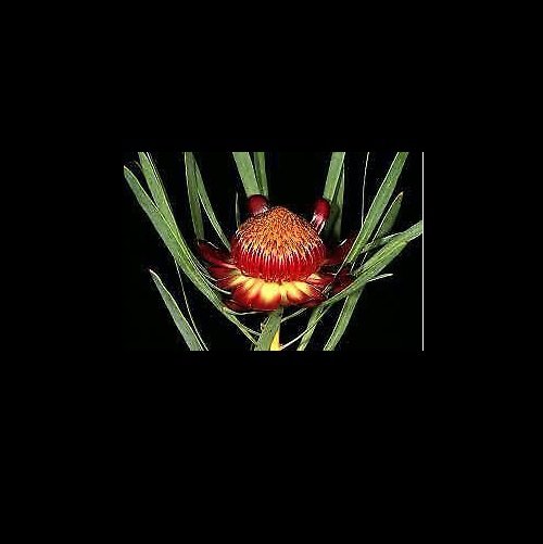 Protea acuminata Blackrim Sugar Bush 5 AU seeds