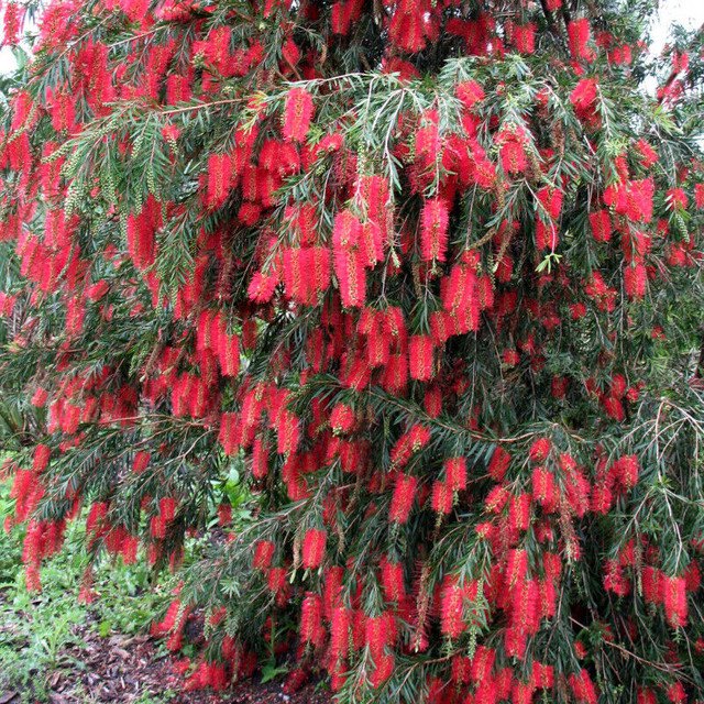 Callistemon salignus Red Weeping Bottlebrush 200 AU Seeds