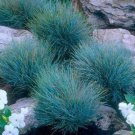 Blue Festuca glauca Grass 50 AU Seeds