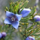 Blue Boronia Ramosa Boronia 10 AU Seeds