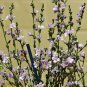 Blue Boronia Ramosa Boronia 10 AU Seeds