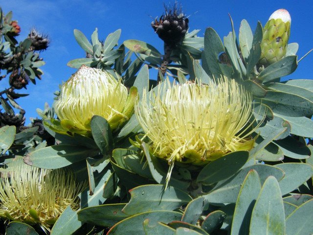 Protea nitida Wagon Tree 5 AU seeds
