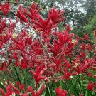 20 AU Seeds Tall Red Kangaroo Paw Anigozanthos flavidus