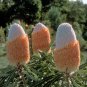 5 AU Seeds Dwarf Orange Banksia prionotes