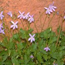 50 AU Seeds Rock Isotoma petraea