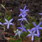 50 AU Seeds Rock Isotoma petraea