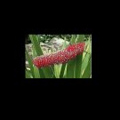 Callistemon xeronema Poor Knights Lily 10 AU Seeds