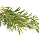 Melaleuca alternifolia Tea Tree 200 AU seeds