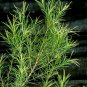 Melaleuca alternifolia Tea Tree 200 AU seeds