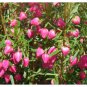 10 AU Seeds Bushy Boronia Fastigiata