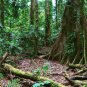 Regelia velutina Gondwana Christmas Tree 30 AU Seeds