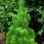 Regelia velutina Gondwana Christmas Tree 30 AU Seeds