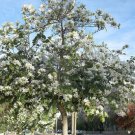 Bauhinia Variegata Alba White Love Tree 15 AU Seeds