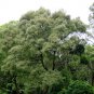 Blackwood Acacia melanoxylon 20 seeds Fresh