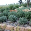 25 AU Seeds Shore Westringia dampieri