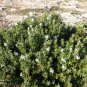 25 AU Seeds Shore Westringia dampieri