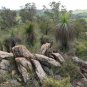 Xanthorrhoea Preissi Blackboy 30 AU Seeds