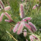 5 AU seeds Pink Pokers Grevillea petrophiloides