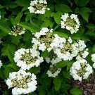 10 AU seeds Sargent Viburnum Sargentii