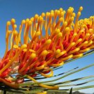 5 AU Seeds Orange Flame Grevillea excelsior