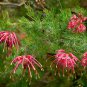 5 AU Seeds Flame Grevillea Eriostachya