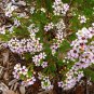 Pink and White Flowers Geraldton Wax Chamelaucium uncinatum 10 AU Seeds
