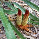 5 AU Seeds Prostrate Banksia petiolaris