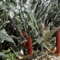 5 AU Seeds Prostrate Banksia petiolaris