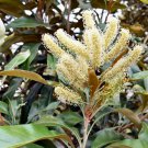 Grevillea baileyana White Oak 5 AU seeds