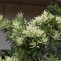 Grevillea baileyana White Oak 5 AU seeds