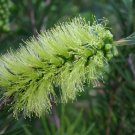 Green Callistemon Viridiflorus Bottlebrush 300 AU Seeds