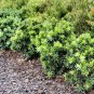 Green Callistemon Viridiflorus Bottlebrush 300 AU Seeds