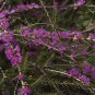 200 AU Seeds Violet Honey Myrtle Melaleuca wilsonii