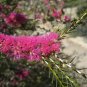 200 AU Seeds Violet Honey Myrtle Melaleuca wilsonii