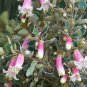 Eremophila maculata Native Fuschia 5 AU Seeds