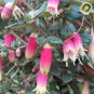 Eremophila maculata Native Fuschia 5 AU Seeds