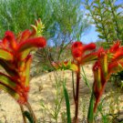Anigozanthos humilis Cats Paw 30 AU Seeds