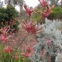 Anigozanthos humilis Cats Paw 30 AU Seeds