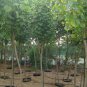 20 AU Seeds Cotton Tree Hibiscus tiliaceus